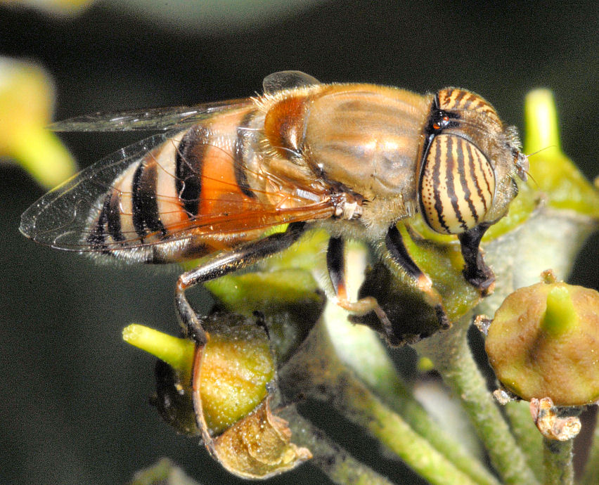 Immagini di macrofotografia